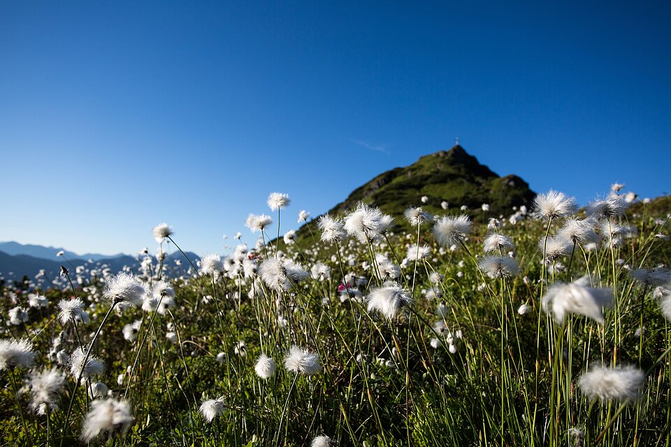 Hiking mountain Griessenkar in Flachau